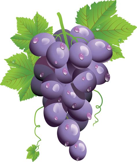 grapes images hd|free grapes clip art.